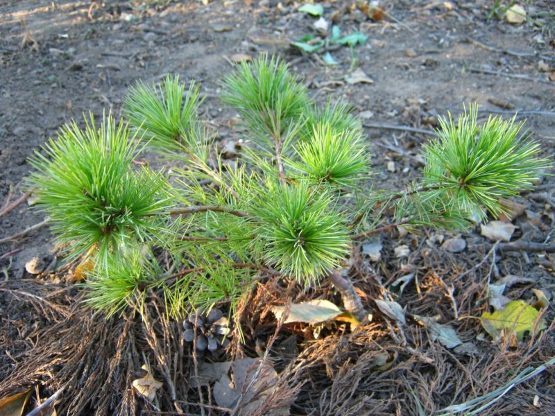 Pinus strobus Wendy