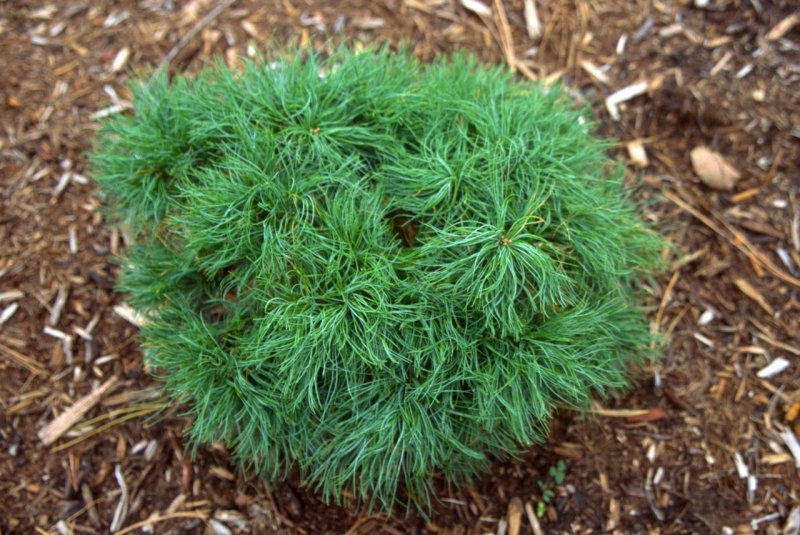 Pinus strobus Грин Твист