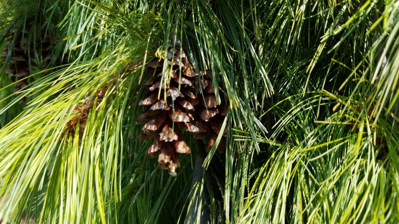 Pinus strobus Squiggles
