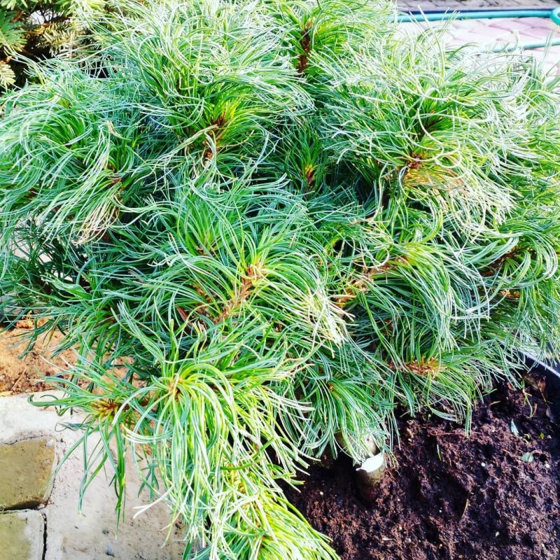 Сосна Pinus strobus Macopin