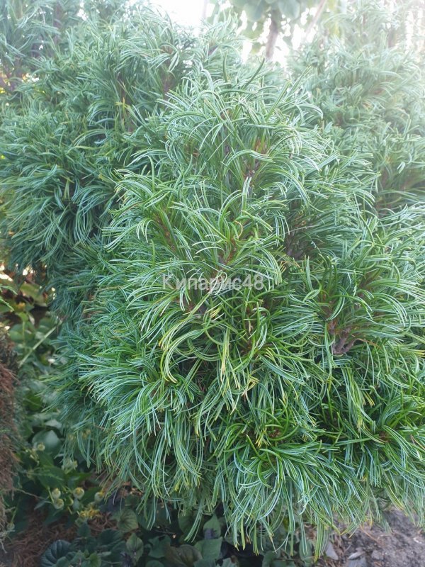 Сосна Pinus strobus Green Twist
