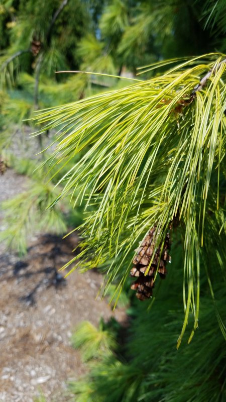 Pinus strobus 'Greg'