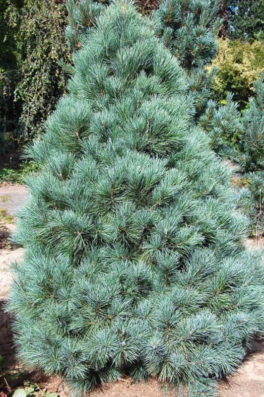 Pinus parviflora Kokuho
