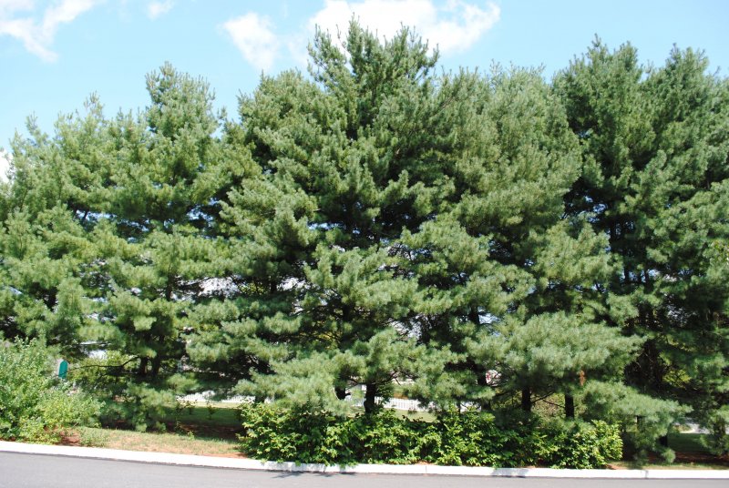 Сосна Веймутова (Pinus strobus torulosa) c20 140-160