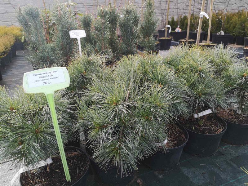 Сосна Веймутова Pinus strobus 'Greg'