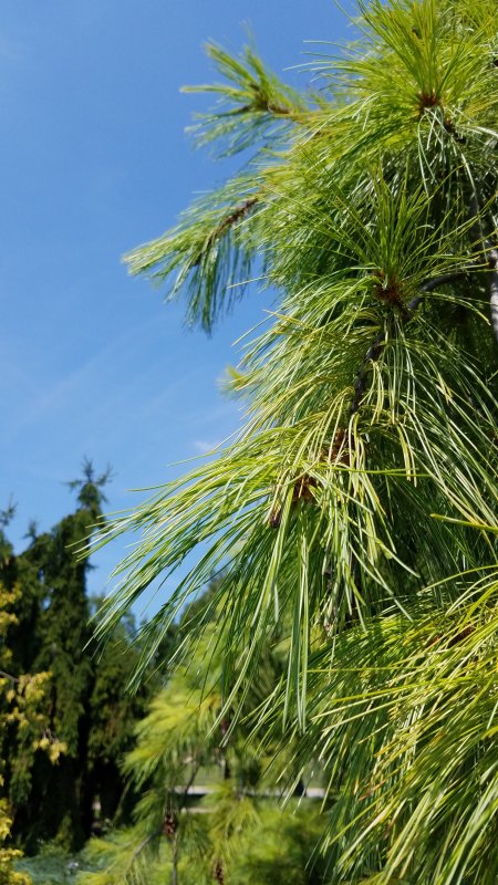 Pinus strobus
