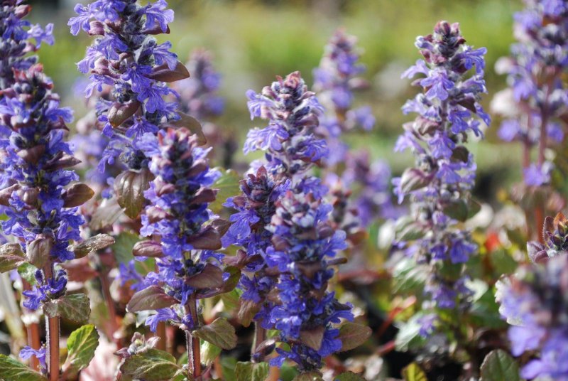 Живучка ползучая (Ajuga reptans)