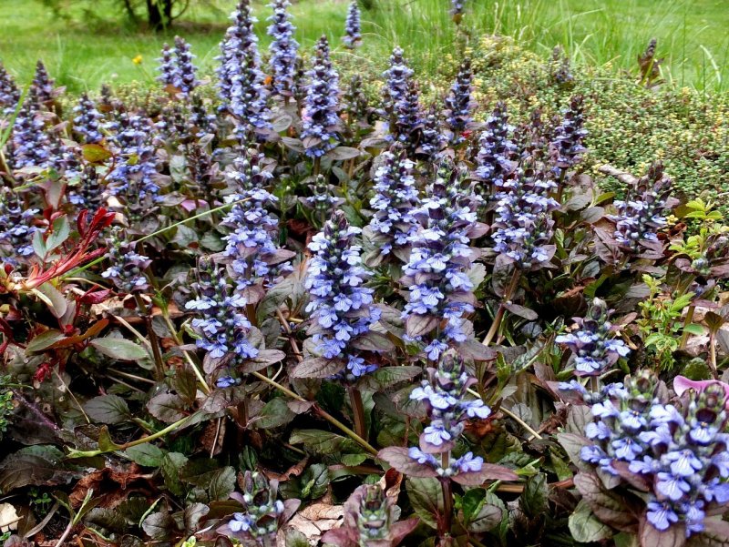 Живучка ползучая (Ajuga reptans `Atropurpurea`)