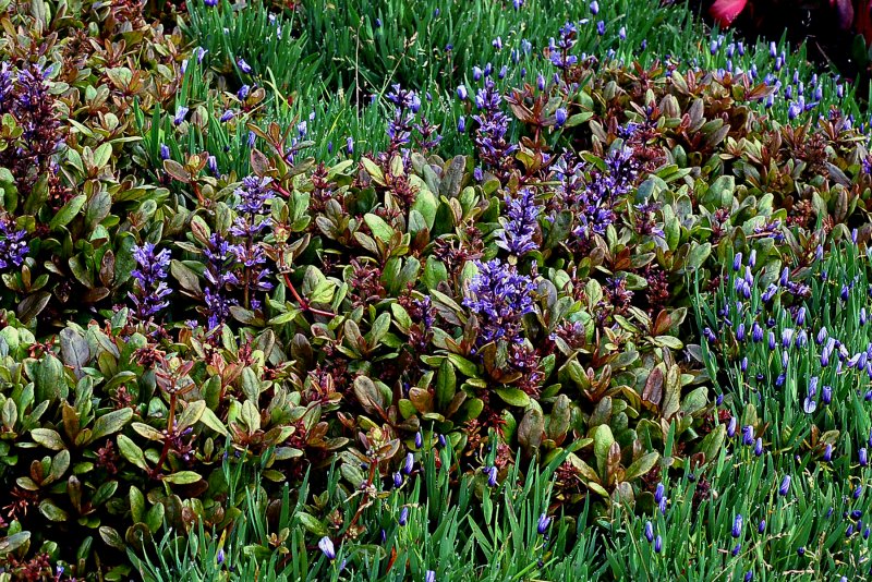 Живучка ползучая (Ajuga reptans `Atropurpurea`)