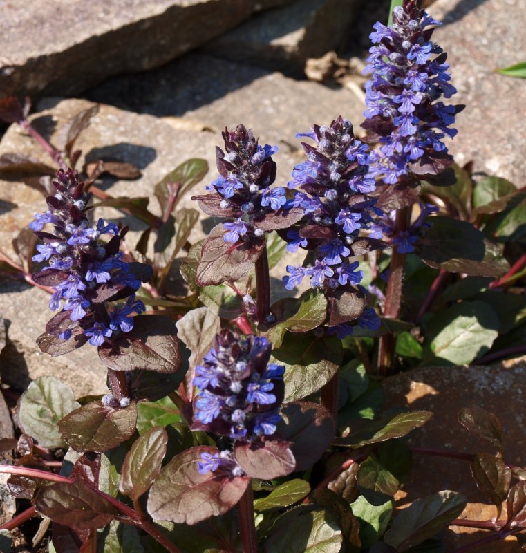 Живучка Альпийская Ajuga orientalis