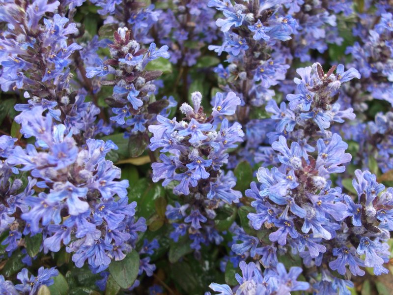 Ajuga reptans Purple Haze