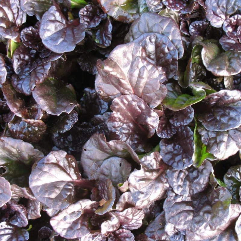 Живучка ползучая (Ajuga reptans `Black Scallop`)