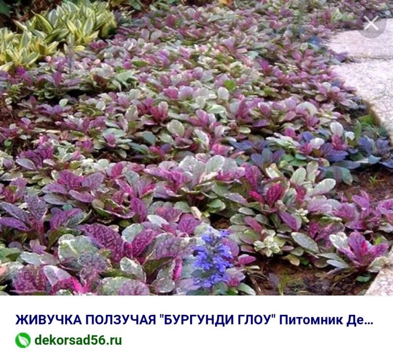 Живучка ползучая Burgundy Glow