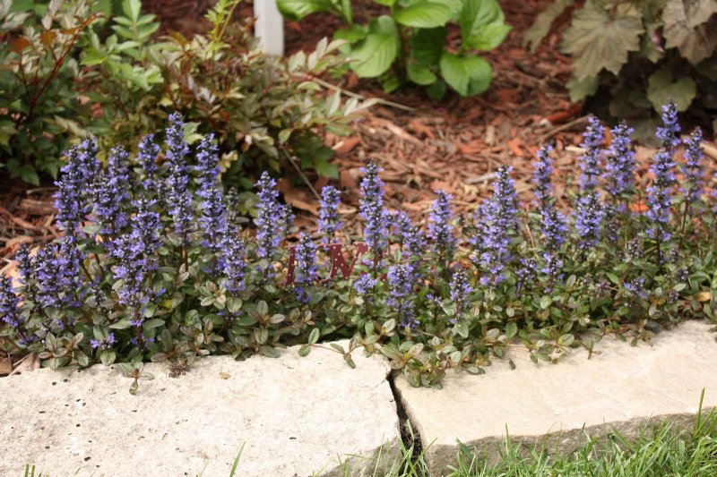 Ajuga reptans Chocolate Chip купить