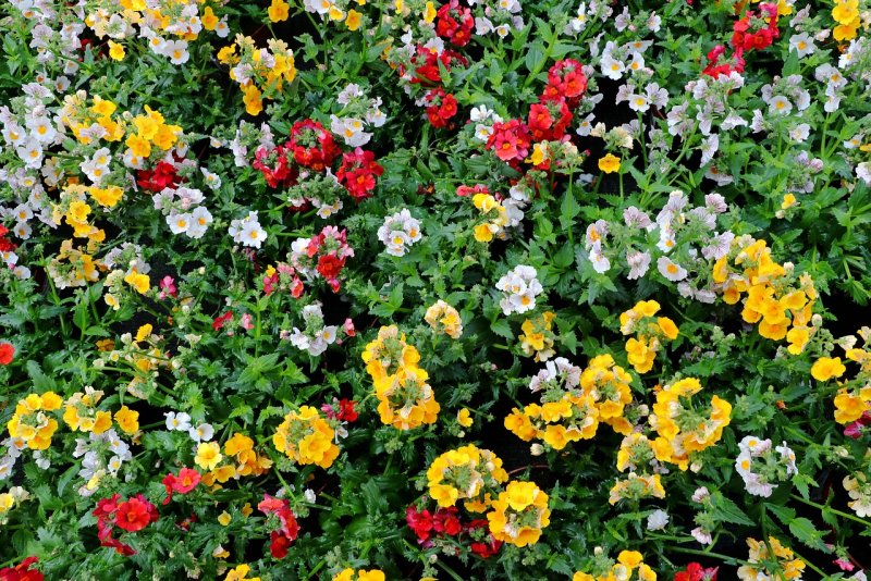 Разноцветная немезия Nemesia versicolor