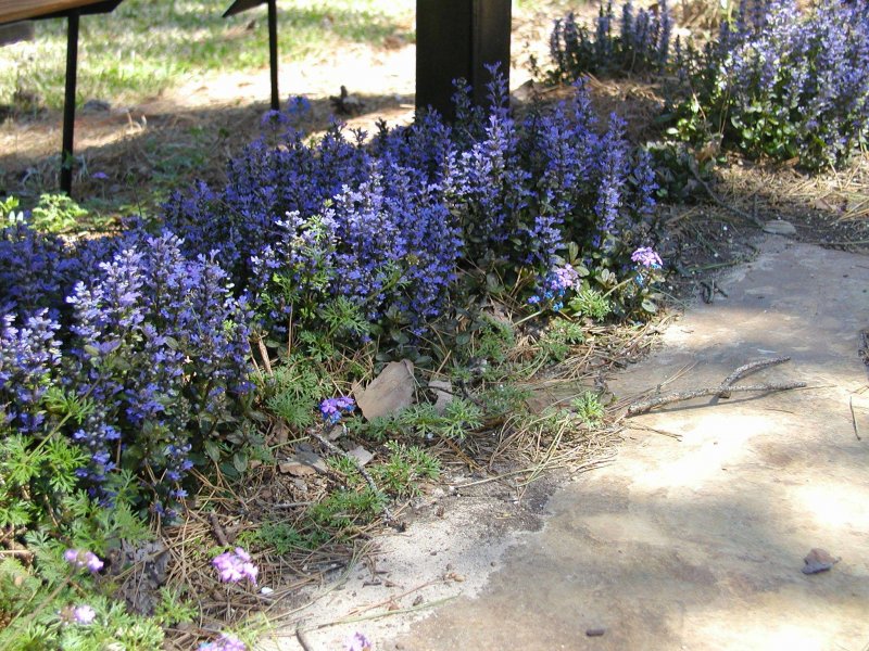 Живучка Ajuga reptans Blueberry Muffin