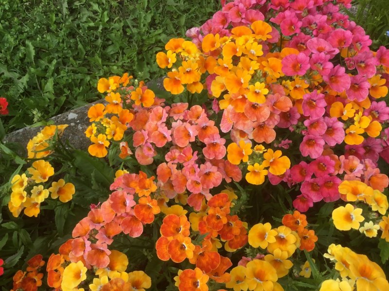 Немезия Sunsatia Plus