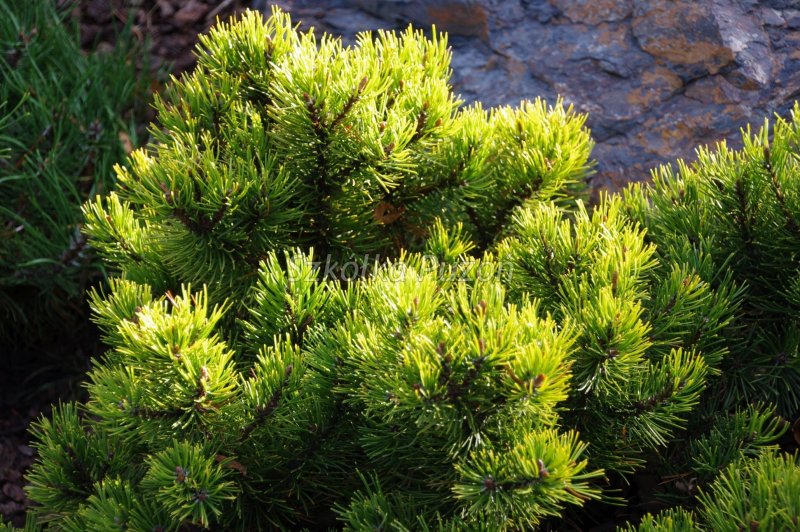 Сосна Pinus mugo