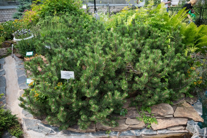 Сосна Горная "Монтана" (Pinus mugo “Montana”)