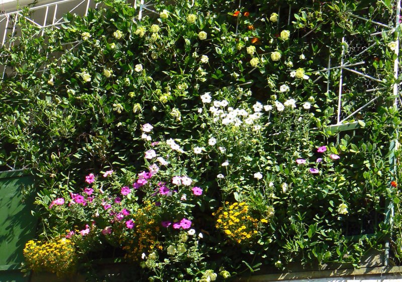 Cobaea Scandens (монастырские колокола)