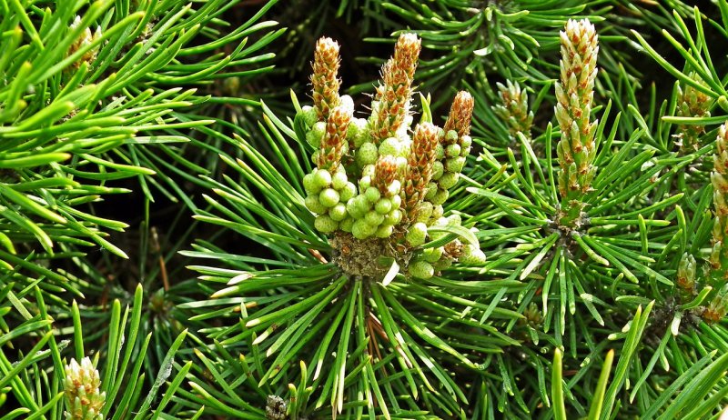 Pinus mugo шишка