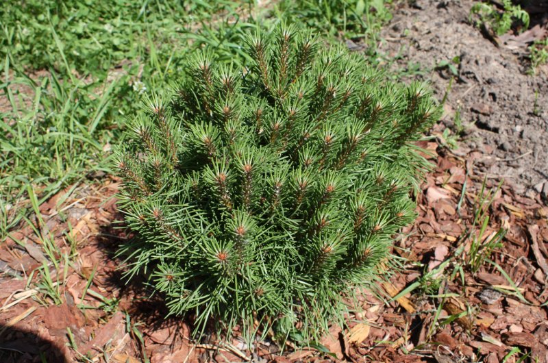 Сосна Горная Conifer Pinus