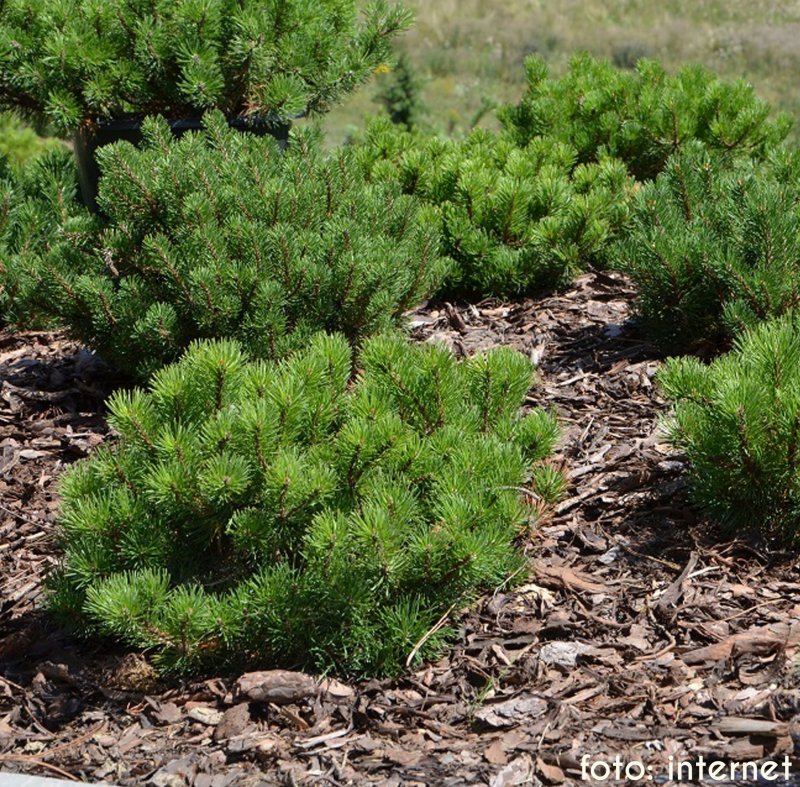 Монтана Ponderosa Pine