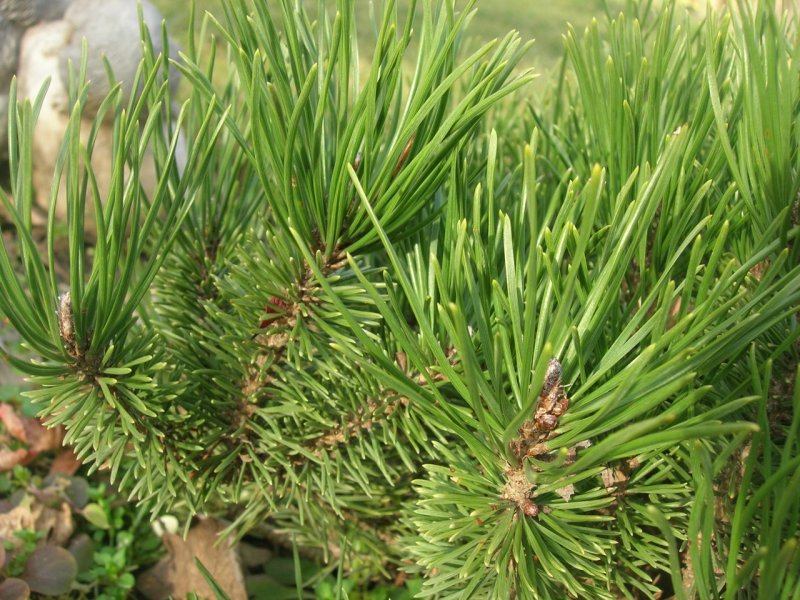 Pinus mugo Norenberg