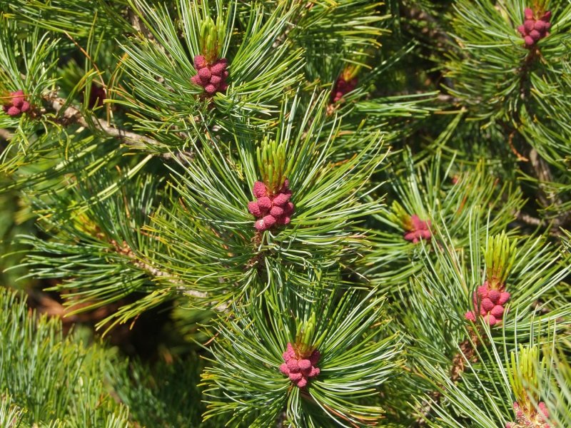 Кедровый стланик (Pinus pumila)
