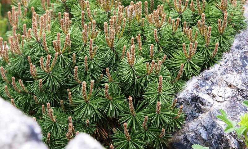 Сосна Горная Мопс (Pinus mugo Mops)