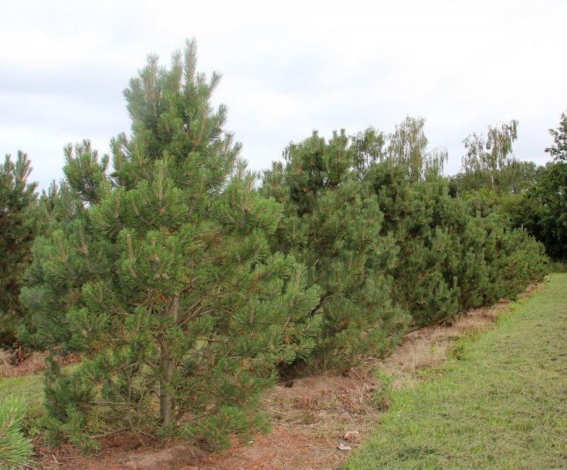 Pinus mugo Norenberg