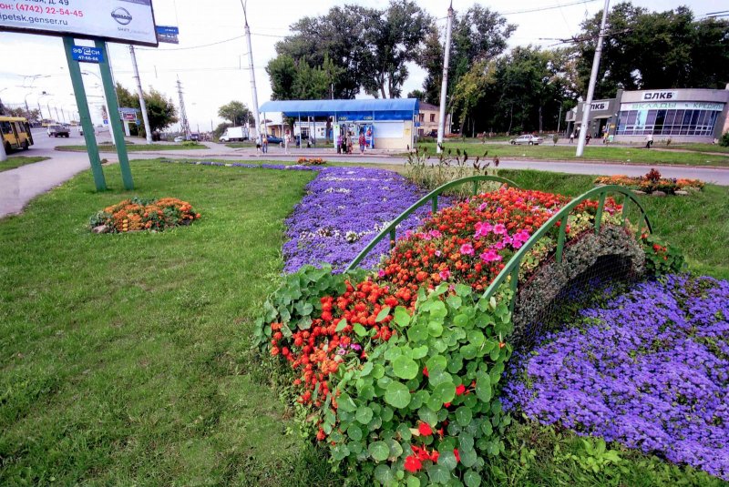 Агератум в ландшафте