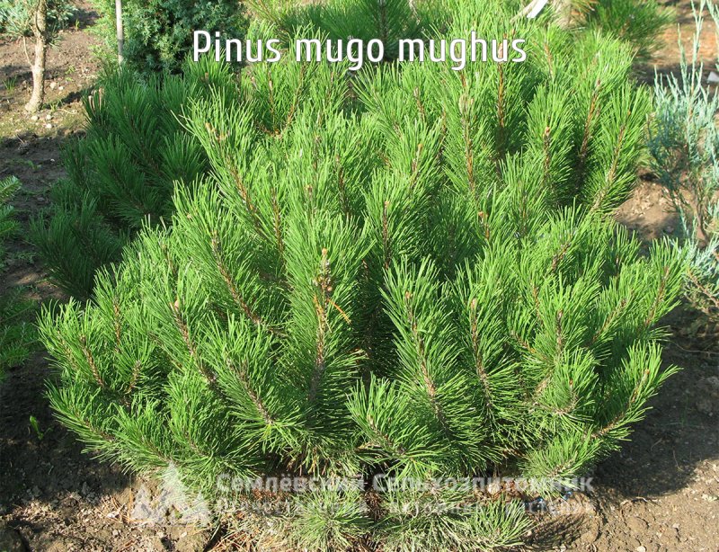 Сосна Горная Мугус