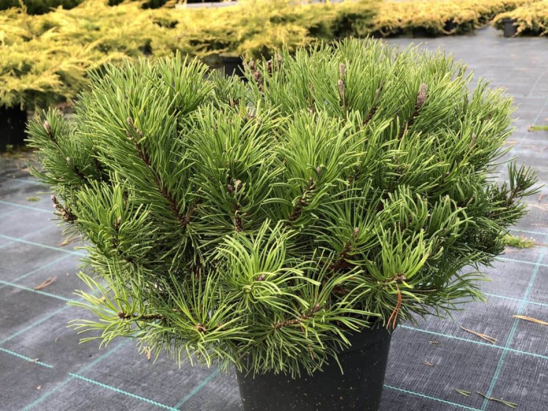 Pinus mugo хвоя