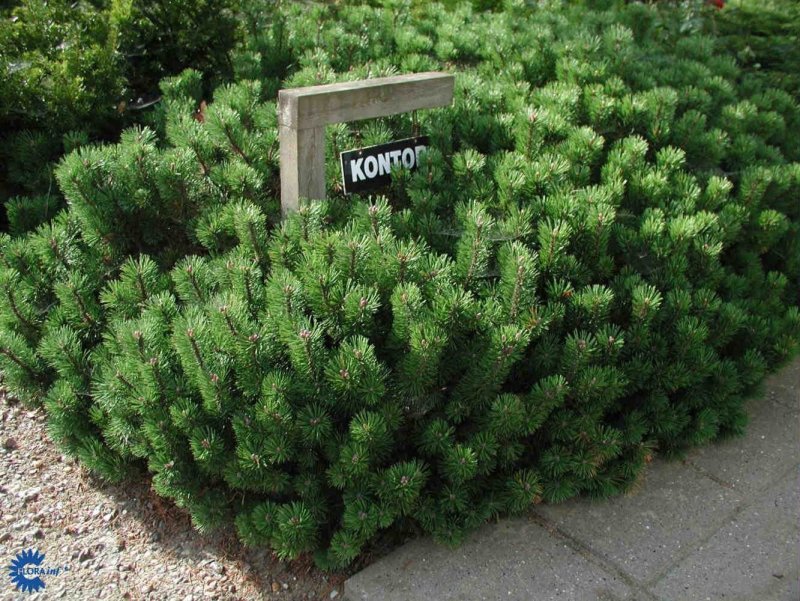 Pinus (сосна) mugo OPHIR