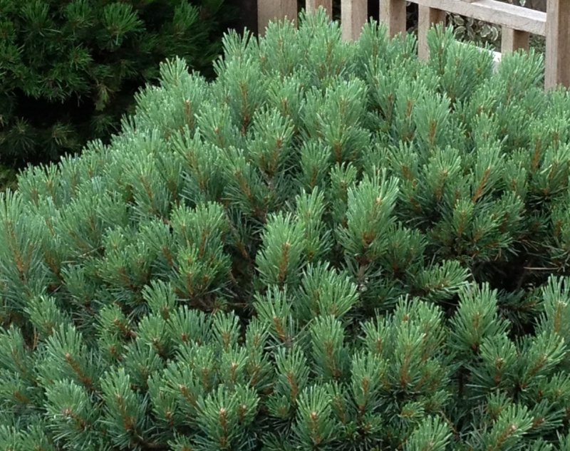 Сосна Горная Мопс (Pinus mugo Mops)
