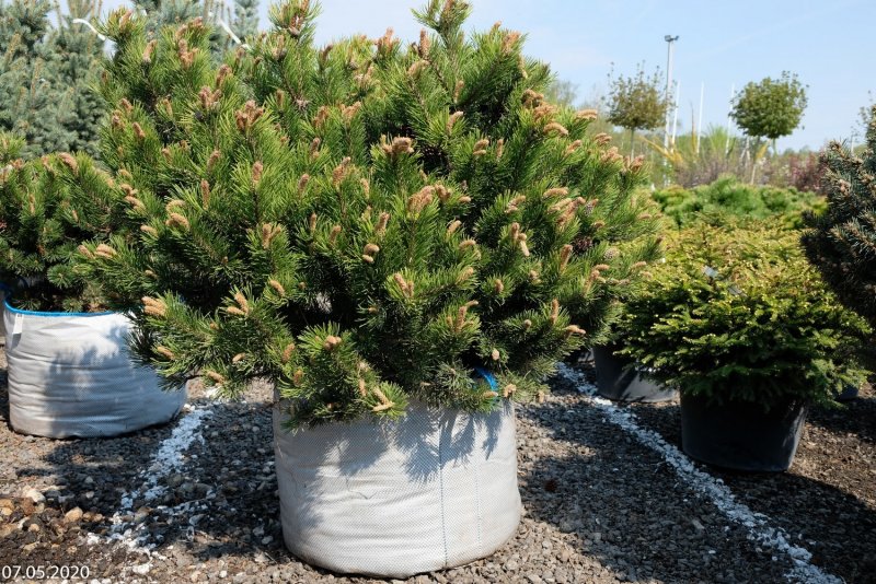 Pinus mugo (сосна Горная) 'Benjamin'