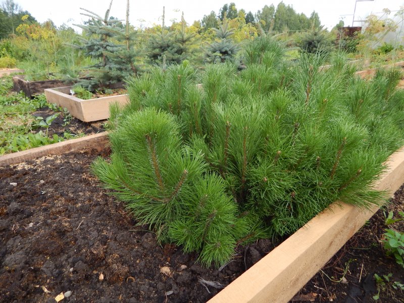 Сосна Горная Pinus mugo pumilio c2