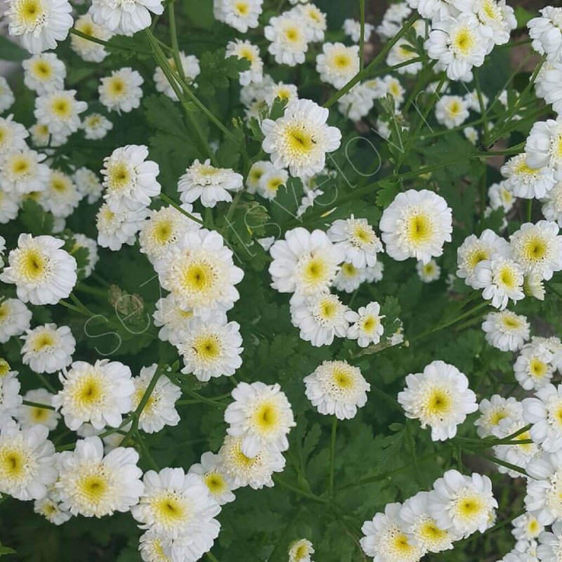 Нивяник (Leucanthemum) Фиона Гогхилл