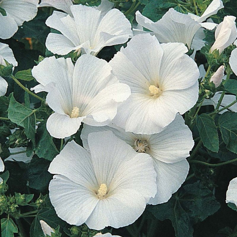 Мальва розовая (Alcea rosea)