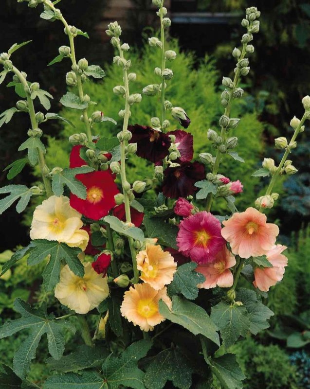 Мальва – Alcea rosea