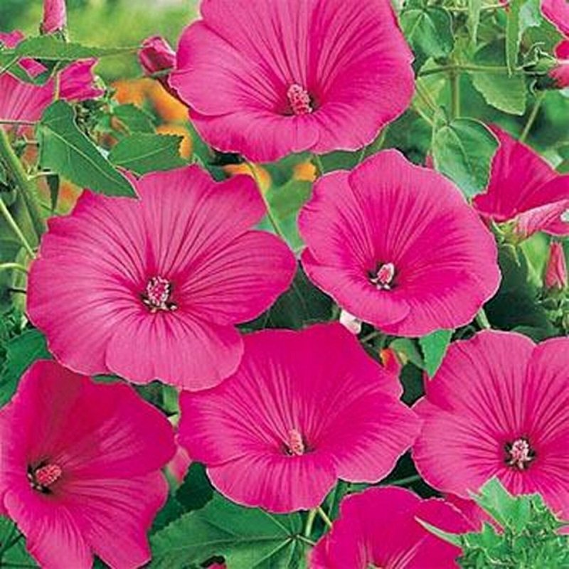 Lavatera 'Barnsley'