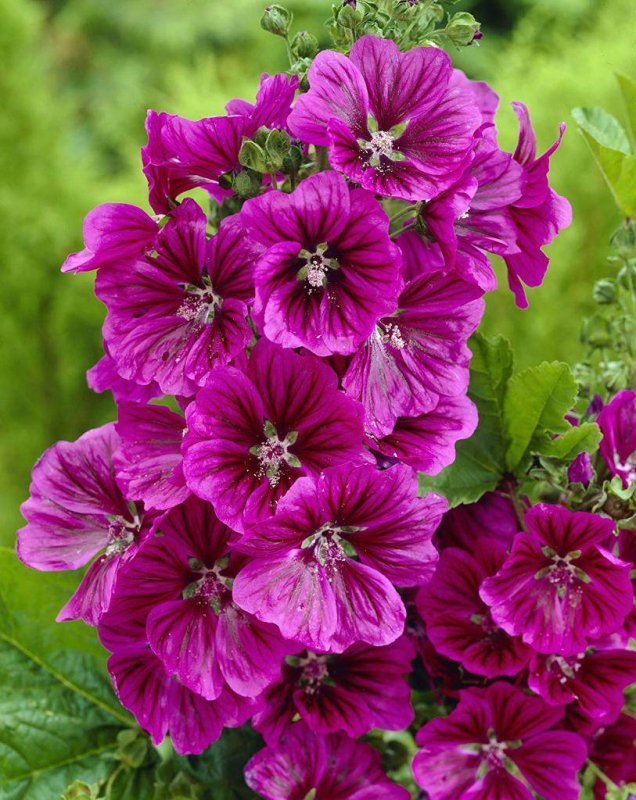 Лаватера (Lavatera)