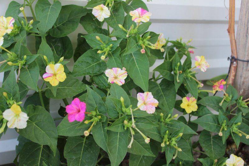 Mirabilis актриса