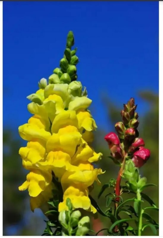 Львиный зев (Antirrhinum)