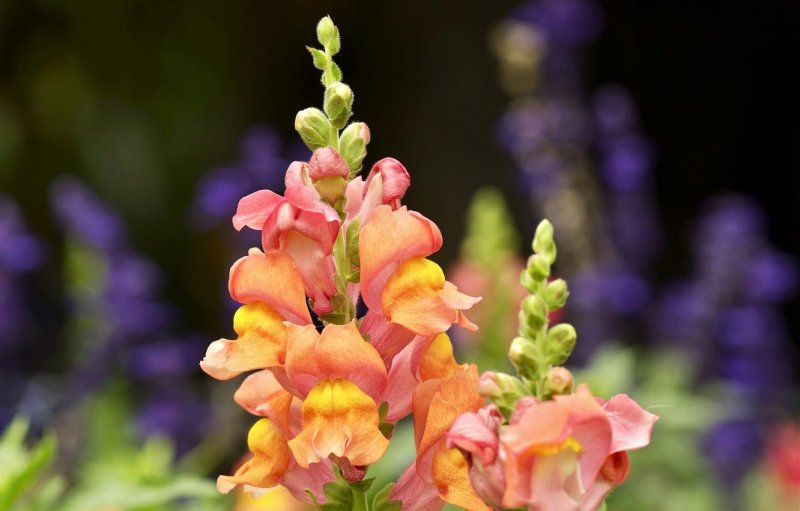 Антирринум / Antirrhinum