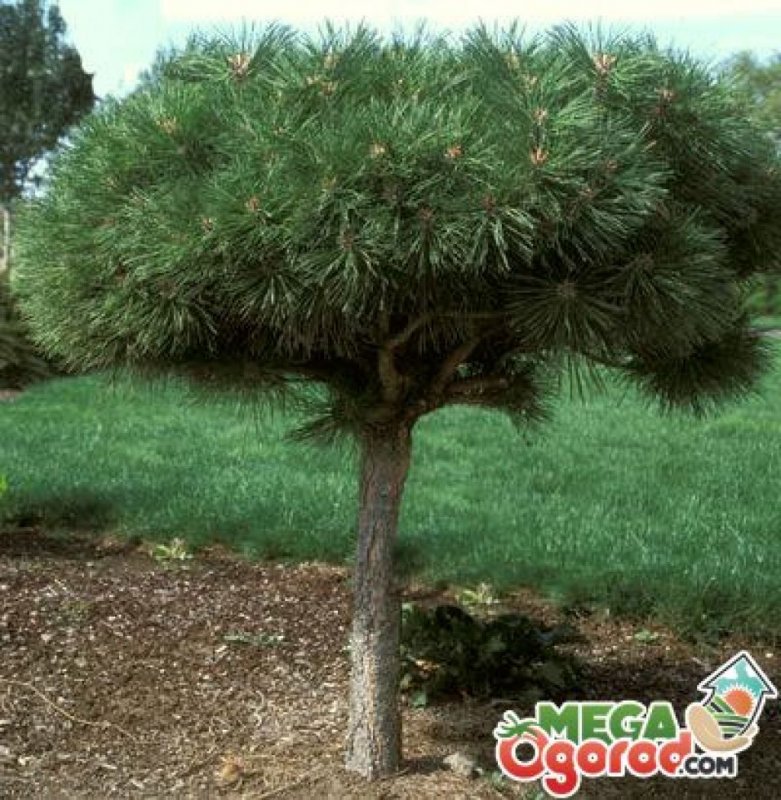 Сосна черная Брепо (Pinus nigra Brepo)