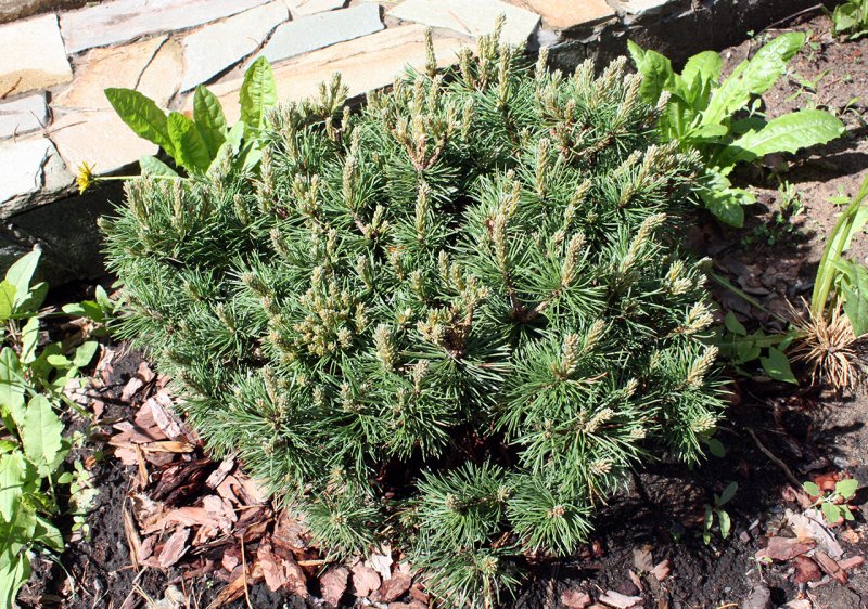 Сосна Горная Pinus mugo Mops