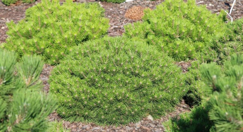 Сосна Pinus nigra