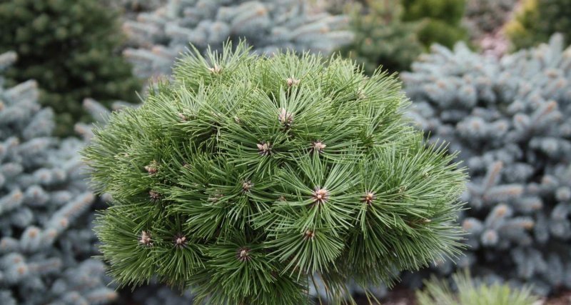 Pinus mugo сосна черная Брепо